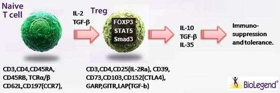 Na?ve T cell 細(xì)胞極化之Treg Na?ve T cell 細(xì)胞極化之Treg