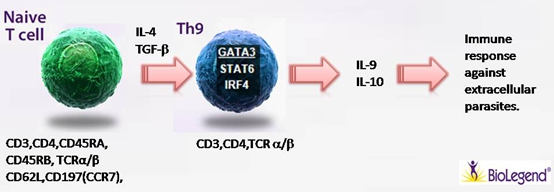 Na?ve T cell 細胞極化之Th9 Na?ve T cell 細胞極化之Th9